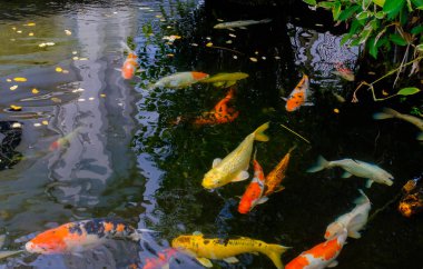 Bahçedeki gölde yüzen süslü sazan ya da koi balığı.