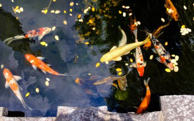 Bahçedeki gölde yüzen süslü sazan ya da koi balığı.