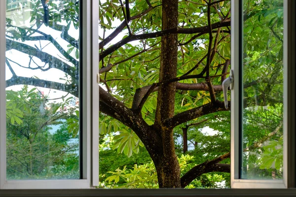 Güzel Tropikal Ağaç Manzaralı Bir Pencere Telifsiz Stok Imajlar