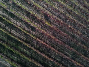 drone vurdu bağ hava üstten görünüm