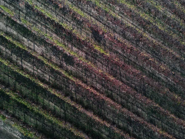 Vineyard Aerial Top View Shot Drone — Stock Photo, Image