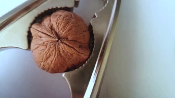 Otevřete Ořechu Louskáček Zblízka — Stock video