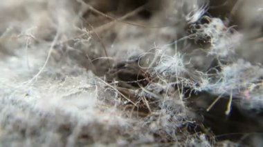 yakın çekimde görülen elektrikli süpürgeden kirli saç ve toz - makro