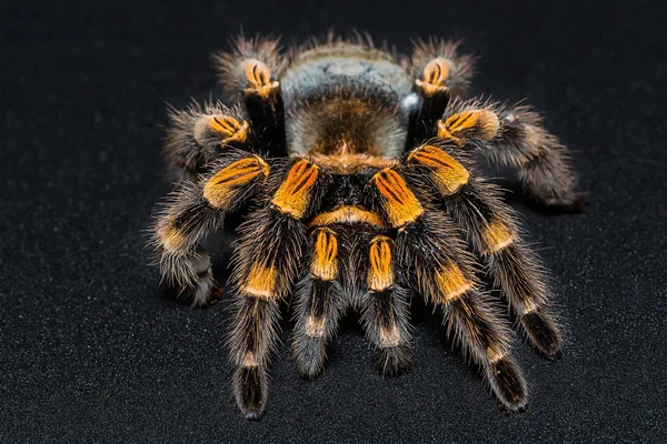 Tarántula Rodilla Roja Mexicana Brachypelma Smithi Aislada Sobre Fondo Negro —  Fotos de Stock