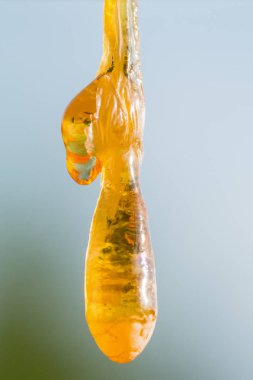 Doğada makro reşin