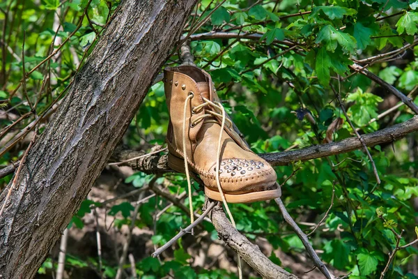 Sapato Abandonado Jogado Árvore — Fotografia de Stock