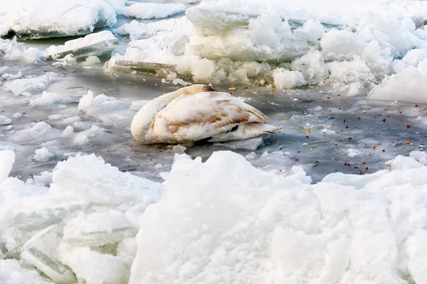 Раненый Лебедь Замерзшей Реке — стоковое фото