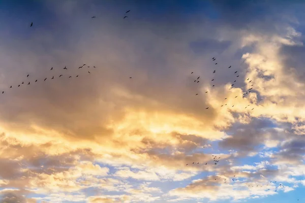 Blue sky, clouds and flock of birds