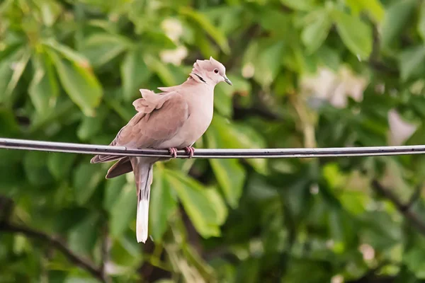 Isolated Turtledove Electric Wire — Stock Photo, Image