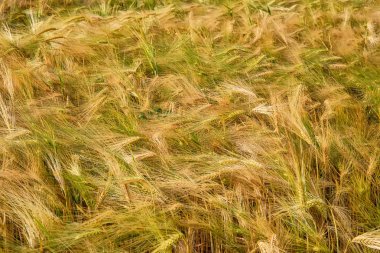Avusturya 'da buğday tarlası
