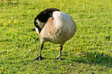 Yeşil çimenlerde Yetişkin Kaz.