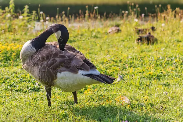 Erwachsene Gans Grünen Gras — Stockfoto