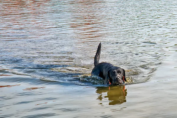 Úszás Fekete Labrador Vizsla — Stock Fotó