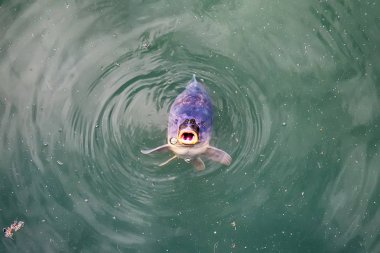 Açık ağızlı nehir yüzeyinde balık