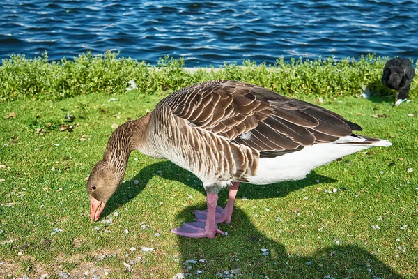 Gans Posiert Auf Dem Gras — Stockfoto