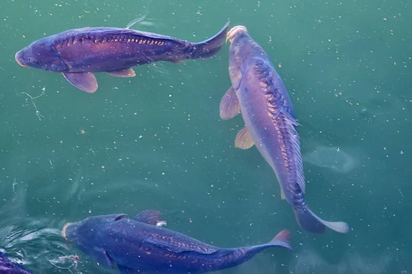 Рыба Поверхности Реки Открытым Ртом — стоковое фото