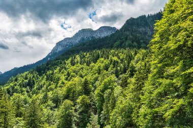 Fuessen'deki Neuschwanstein Kalesi'nden Manzara ve Forggensee Gölü manzarası