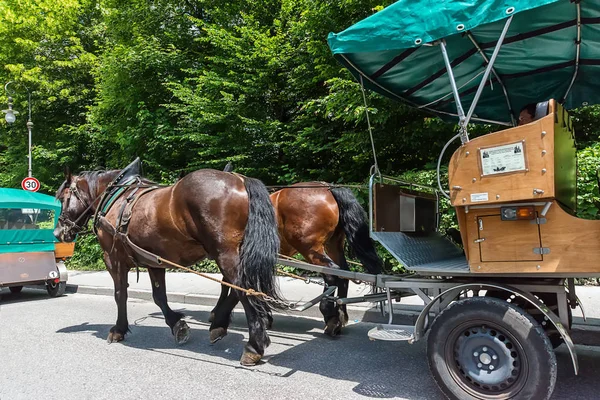 Schwangau Alemanha Junho 2018 Carruagem Puxada Por Cavalos Baviera — Fotografia de Stock