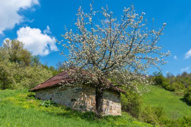 Güzel bir ağaç ile bir dağ evi yetişir. Sırbistan'da güzel doğa