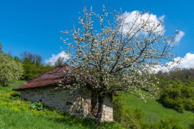 Güzel bir ağaç ile bir dağ evi yetişir. Sırbistan'da güzel doğa