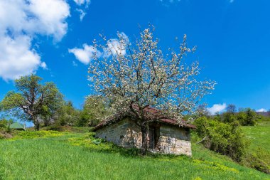 Güzel bir ağaç ile bir dağ evi yetişir. Sırbistan'da güzel doğa