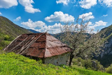 Güzel bir ağaç ile bir dağ evi yetişir. Sırbistan'da güzel doğa
