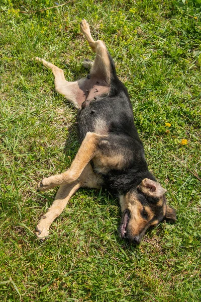 Doğada bir köpek çimenlerin üzerinde yatıyor.