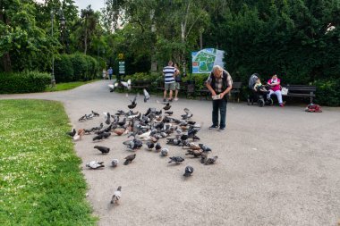 Emekli Novi Sad merkezinde güvercinler besler