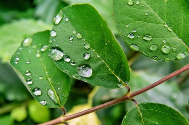 damla yaprak yeşil üzerinde