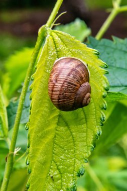 Yeşil yapraklı salyangoz