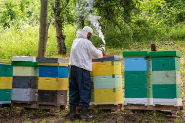 İş yerinde arıcı. Arı bakıcısı kovandan raf kaldırıyor. Arıcı arıları kurtarır..