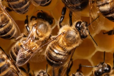 Kovandaki bal peteğinde bir demet arı