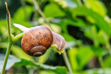 Bir dal üzerinde salyangoz yakın