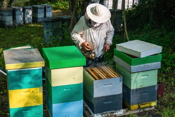 İş yerinde arıcı. Arı bakıcısı kovandan raf kaldırıyor. Arıcı arıları kurtarır..