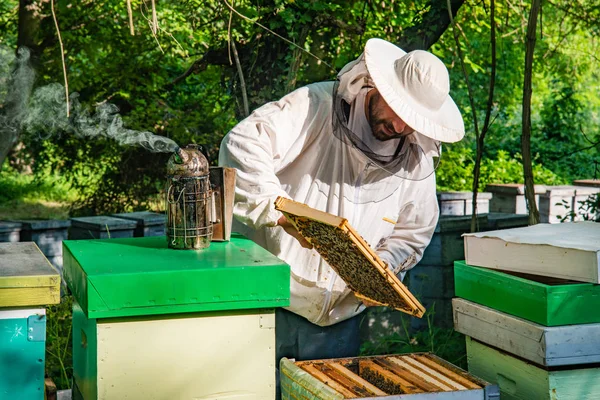 Apicultor Trabajo Apicultor Levantando Estantes Colmena Apicultor Salva Las Abejas —  Fotos de Stock