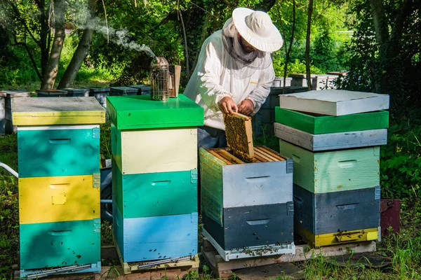 Včelaře Práci Zvedl Úlu Podroj Včelaře Včelařský Majitel Uloží Včely — Stock fotografie
