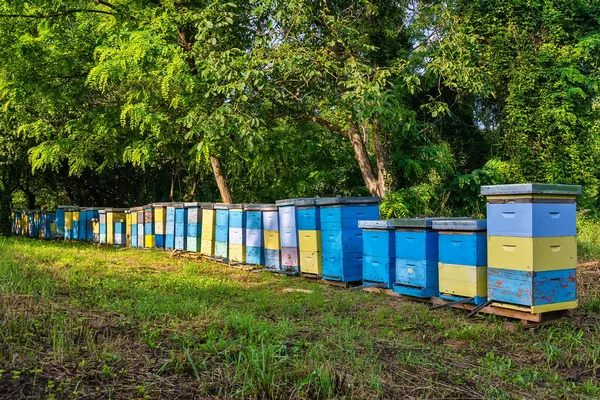 Včelí Úly Obklopený Stromy Slunečného Dne Řada Dřevěných Úlů Pro — Stock fotografie