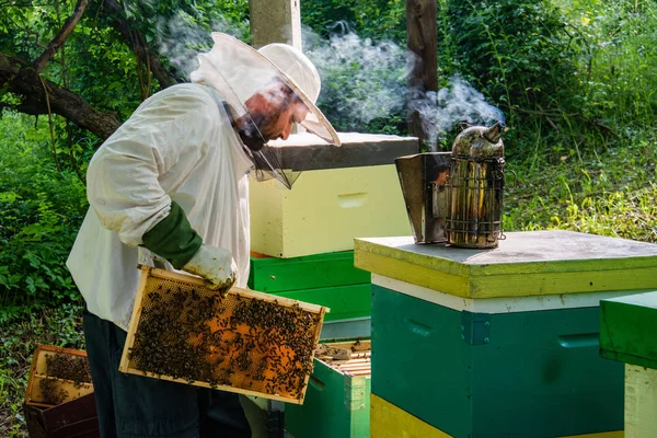 직장에서 양봉가 벌집에서 선반을 올리는 양봉가 양봉가가 꿀벌을 구합니다 — 스톡 사진