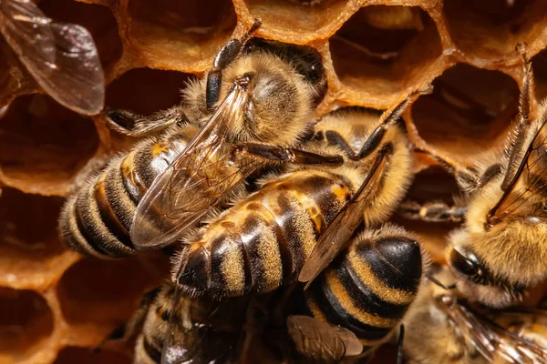 蜂窝里蜂窝上的一束蜜蜂 — 图库照片