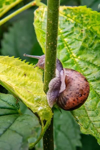 Slak Het Groene Blad — Stockfoto