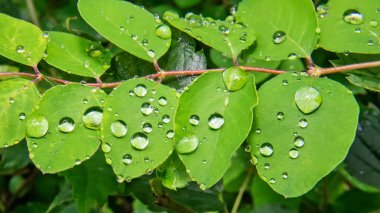 damla yaprak yeşil üzerinde