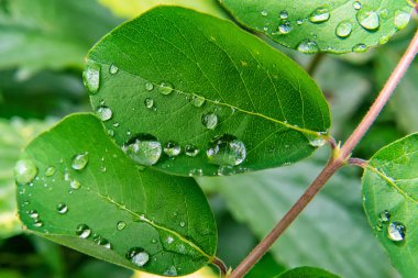 damla yaprak yeşil üzerinde