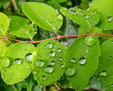 damla yaprak yeşil üzerinde
