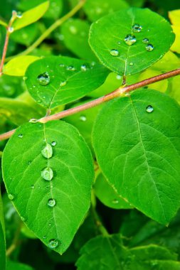damla yaprak yeşil üzerinde