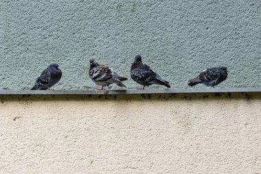 Dört güvercin yağmurdan sonra dinleniyor.