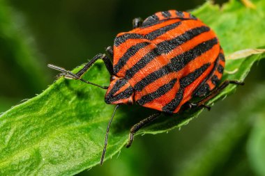 Kırmızı ve siyah İtalyan Çizgili Böceği veya Ozan Böceği (Graphosoma lineatum). Yaprağın üzerindeki pis kokulu böcek..