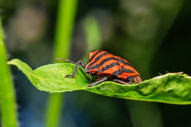 Kırmızı ve siyah İtalyan Çizgili Böceği veya Ozan Böceği (Graphosoma lineatum). Yaprağın üzerindeki pis kokulu böcek..