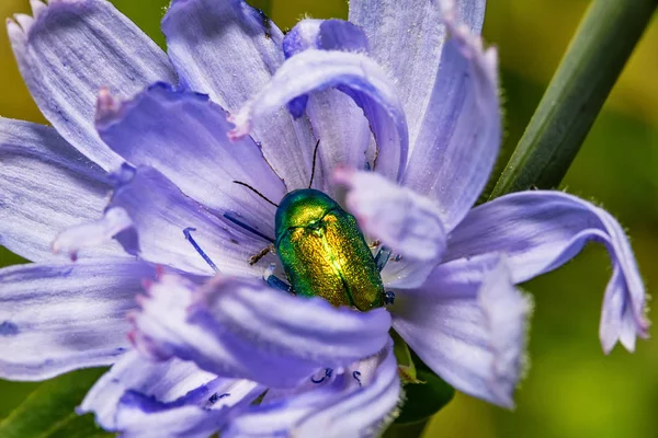golden green beetle on a blue flower