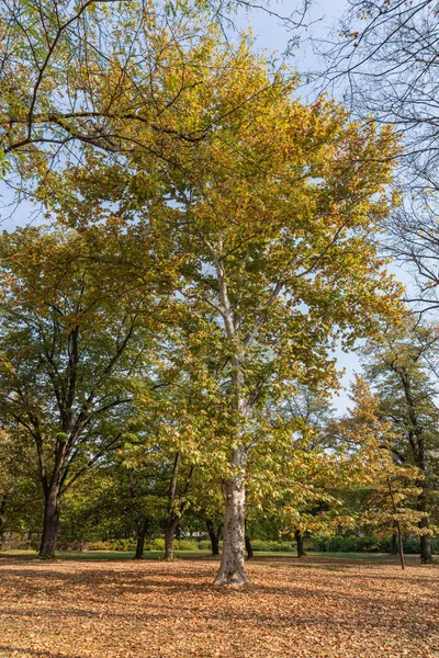 Novi Sad, Sırbistan - 28 Ekim 2019: Sırbistan 'ın Novi Sad kentinde güzel bir park (Futoki parkı: Sırplar).