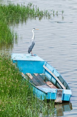 Grey heron on a boat.  clipart